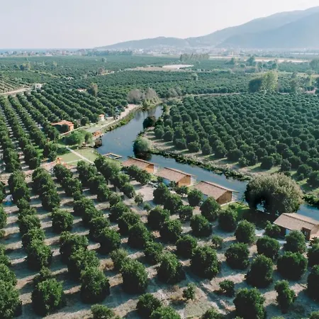 Turkuazkoey * פיניקה